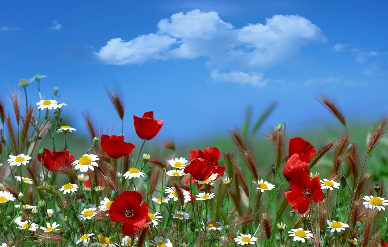 Photo wallpaper field, the sky, clouds, Maki, ears