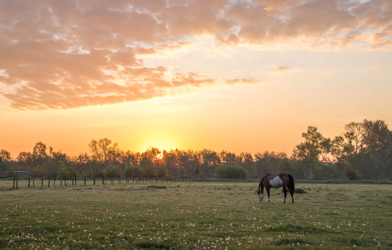 Photo wallpaper field, forest, the sky, the sun, clouds, light, fog, horse