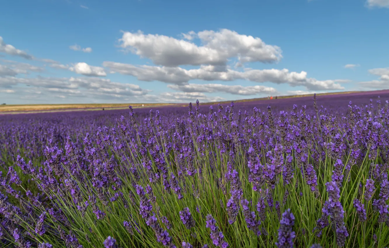 Photo wallpaper field, the sky, flowers, lavender, lavender field