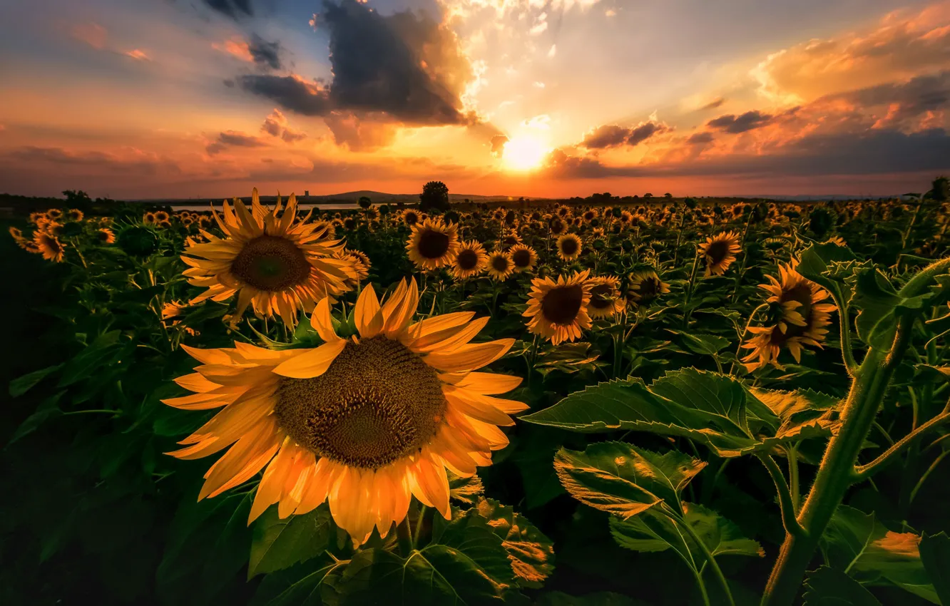 Photo wallpaper field, the sky, sunflowers, sunset