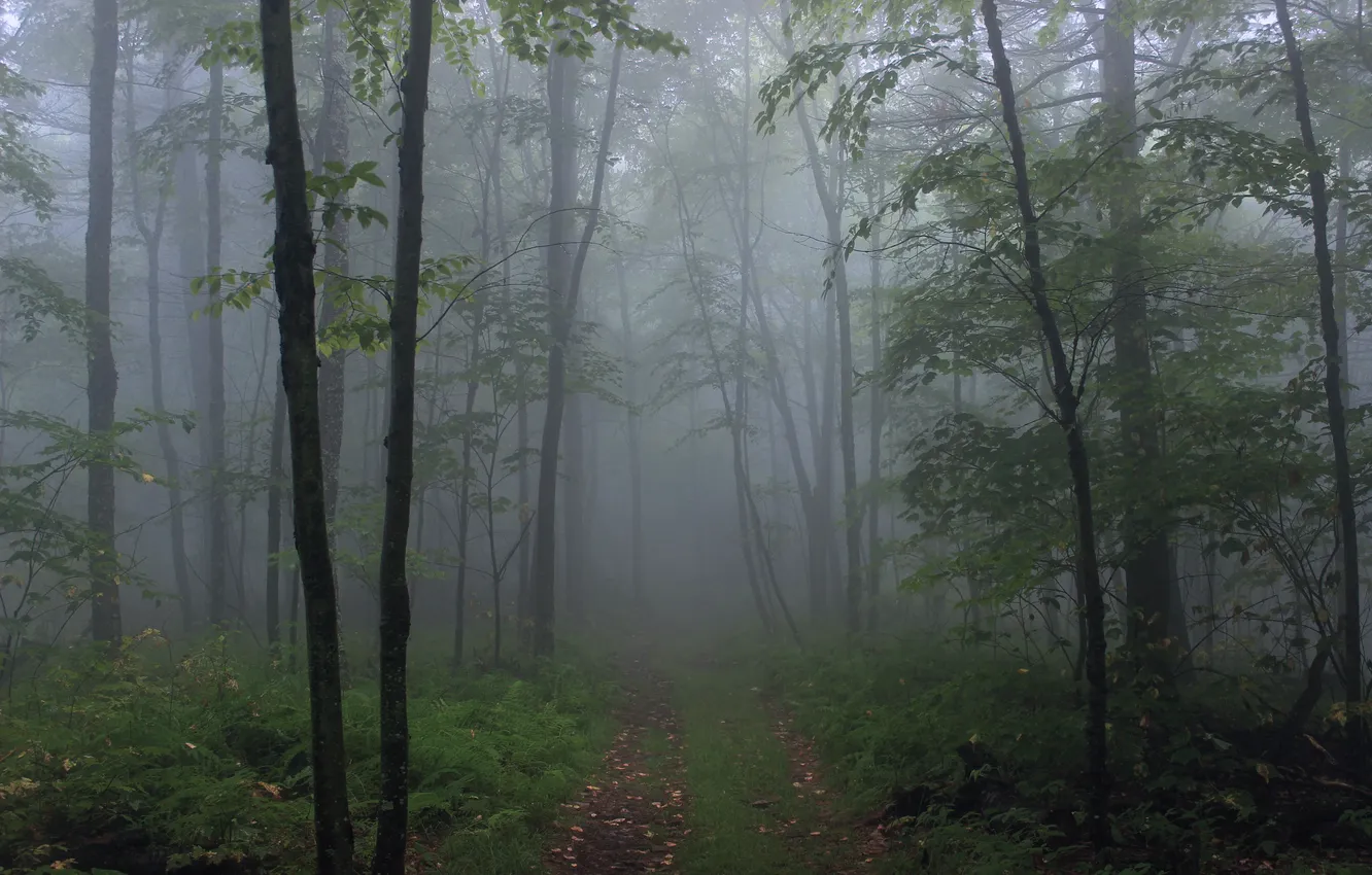 Photo wallpaper forest, trees, nature, fog, USA, USA, Lycoming County, Rider Park