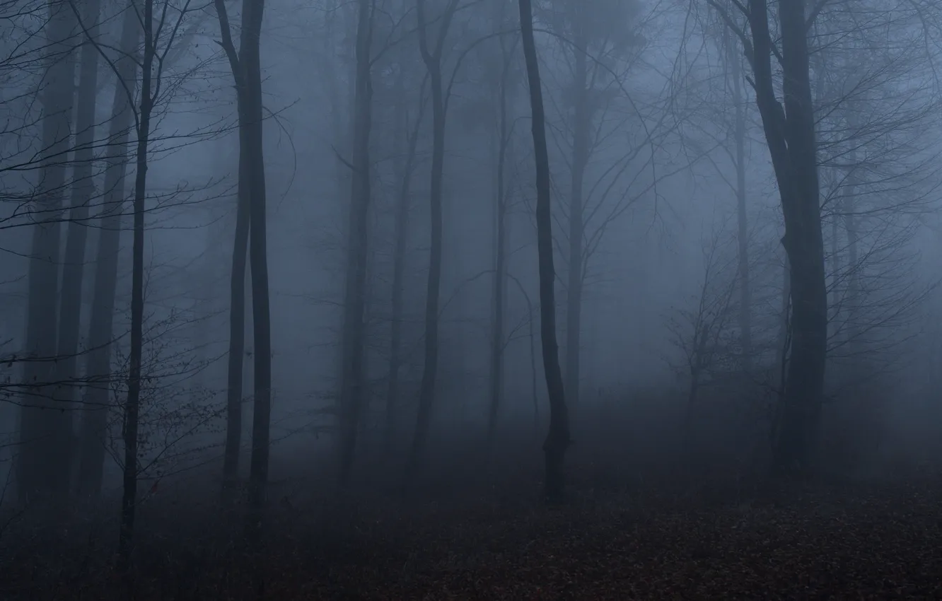 Photo wallpaper forest, trees, nature, fog, twilight