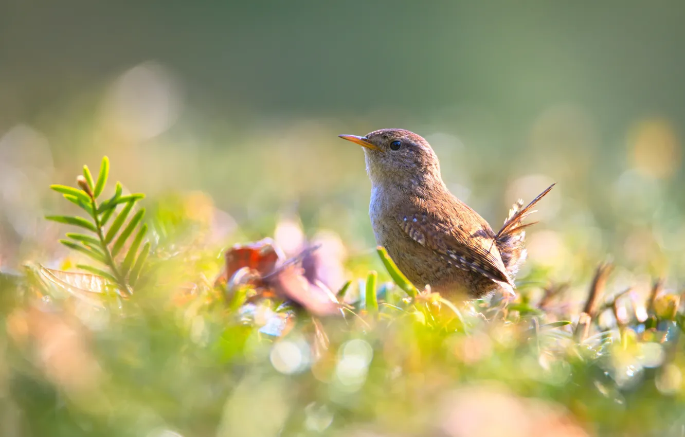 Photo wallpaper summer, grass, nature, bird, bokeh, Wren