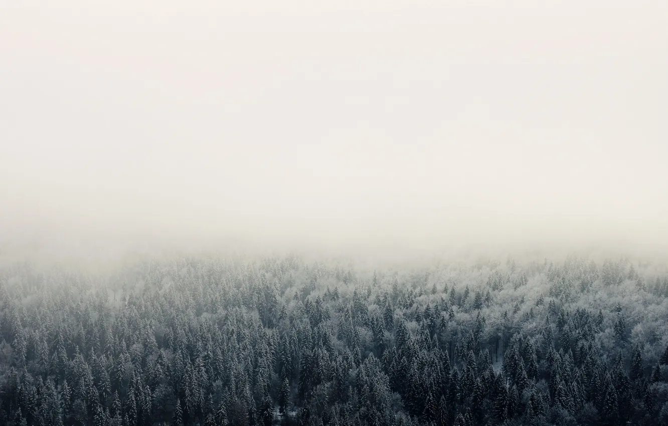 Photo wallpaper winter, forest, the sky, clouds, snow, trees, landscape, nature