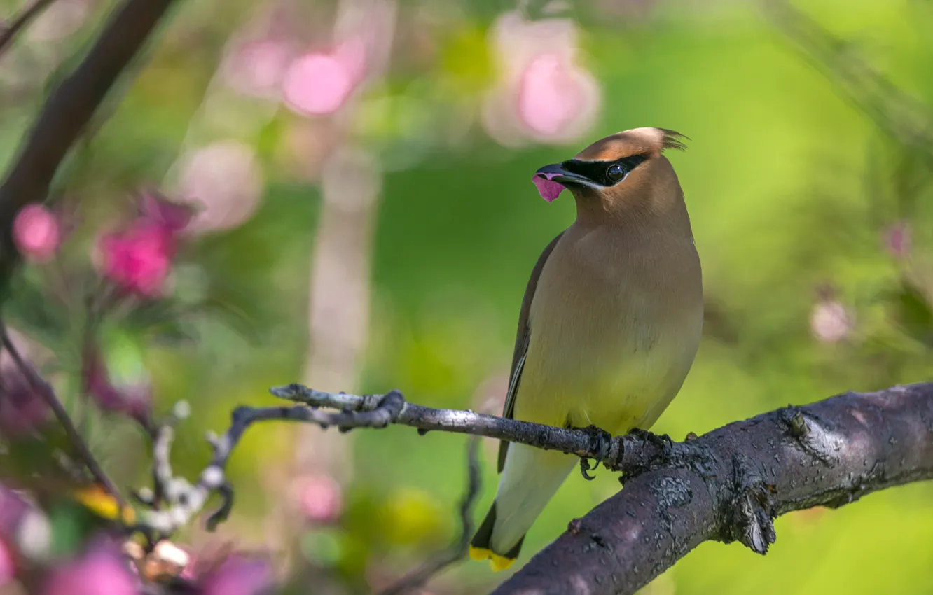 Photo wallpaper branches, bird, the Waxwing