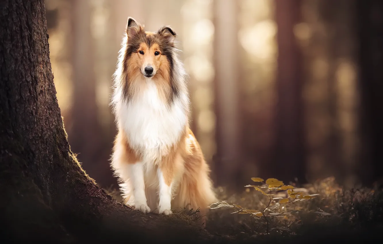 Photo wallpaper nature, each, dog