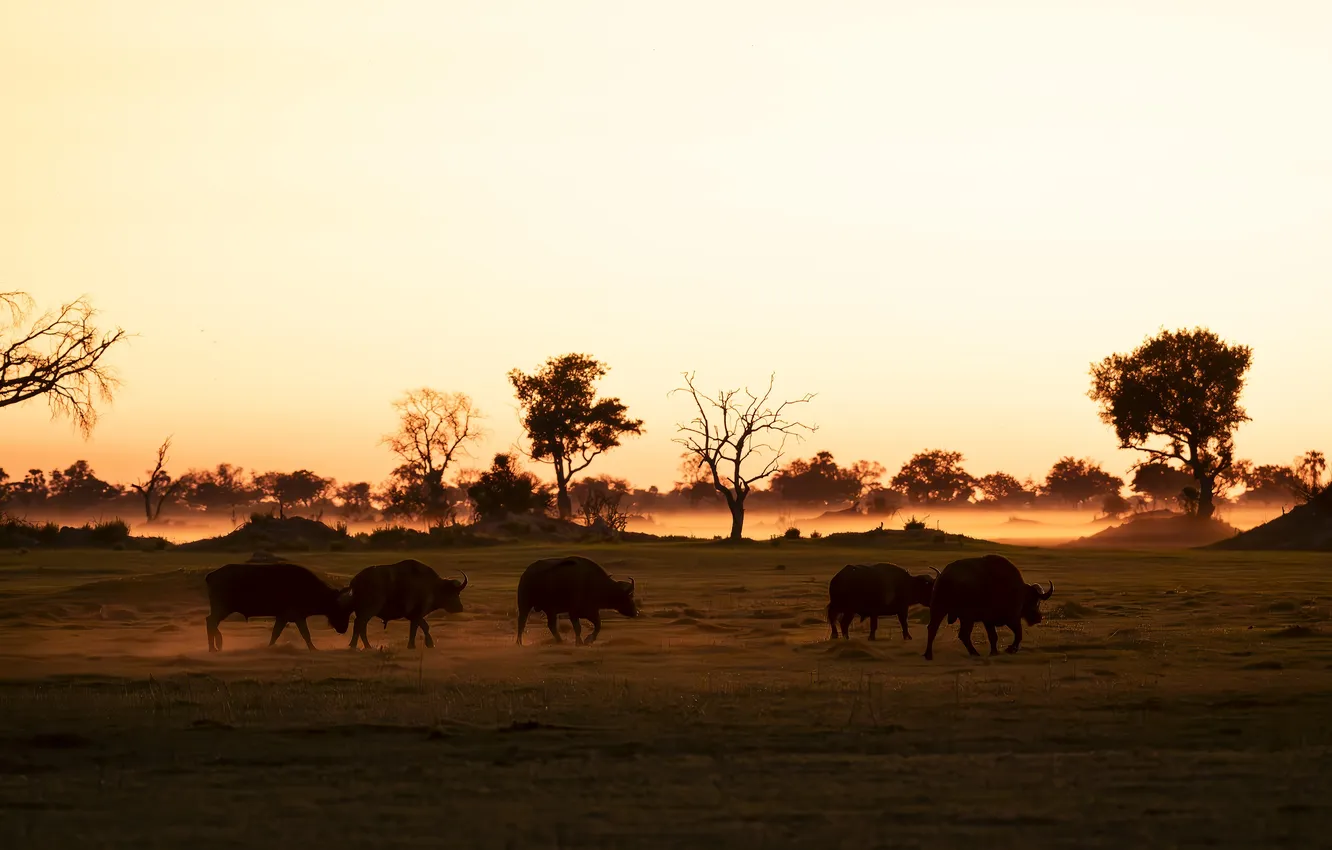 Photo wallpaper nature, Savannah, the herd