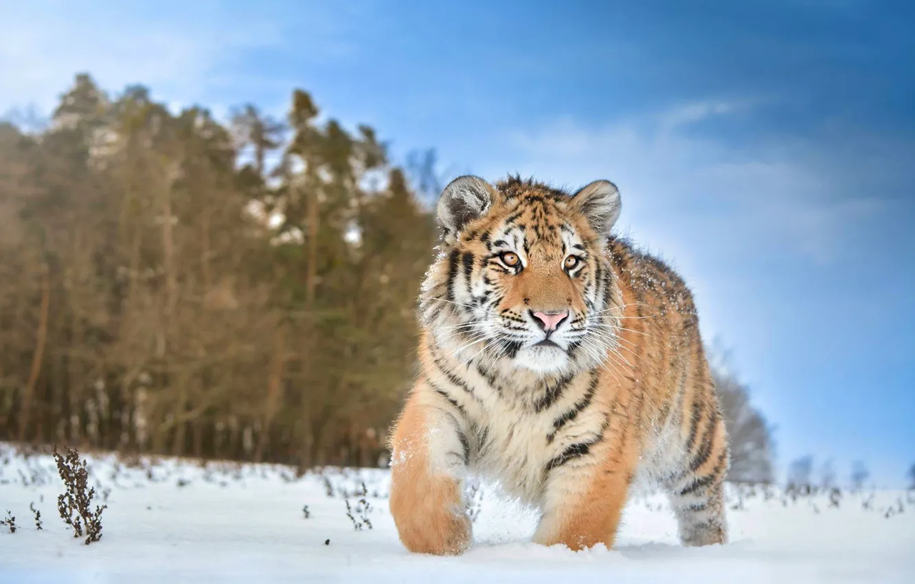 Photo wallpaper winter, field, forest, the sky, clouds, snow, tiger, baby