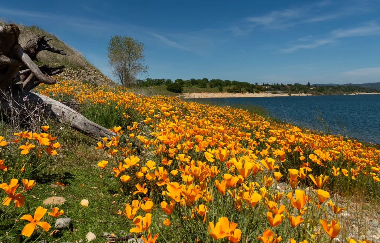 Photo wallpaper summer, flowers, shore, spring, Escholzia