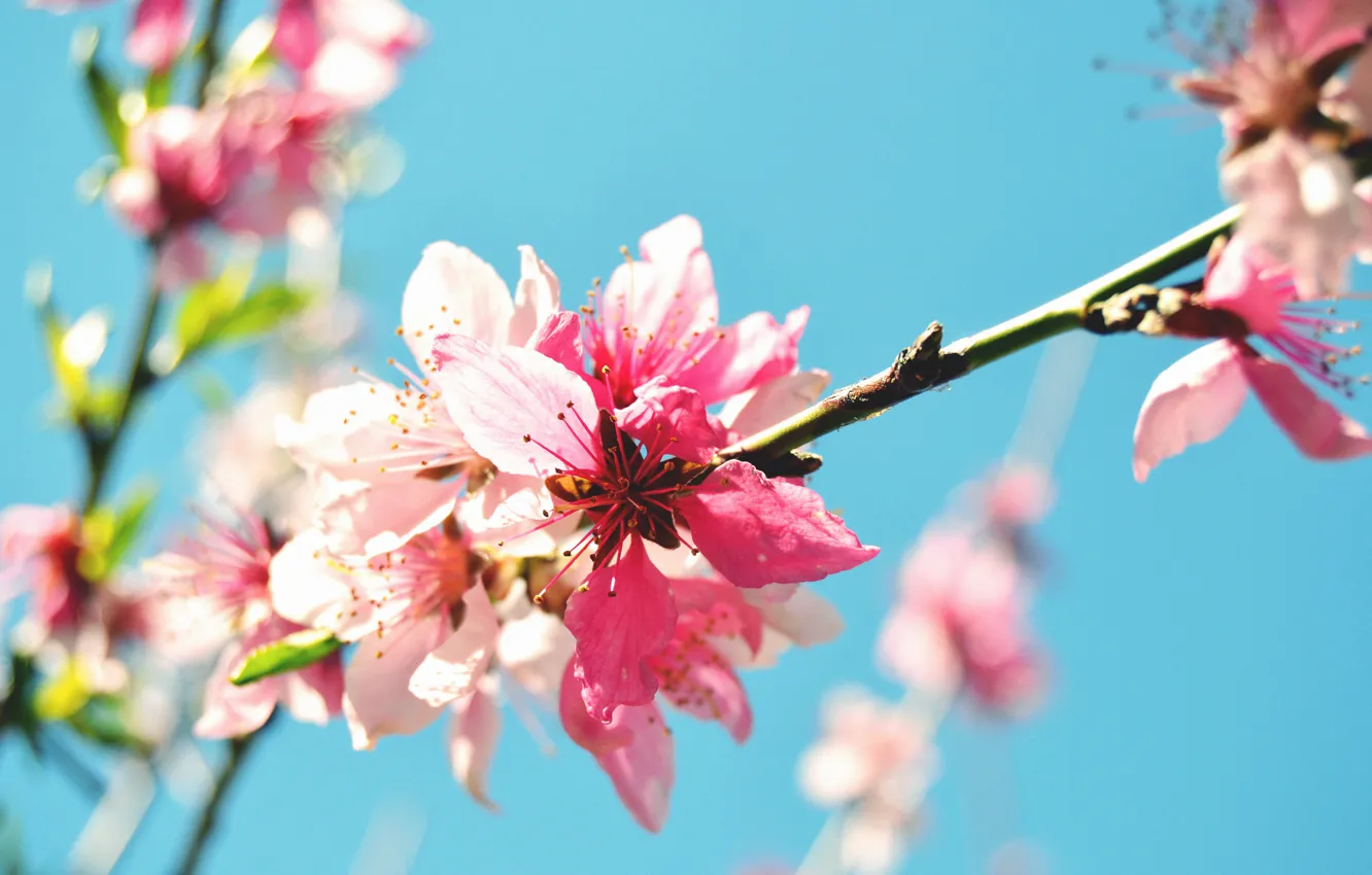 Photo wallpaper flower, macro, nature, spring, branch, flowering, peach tree