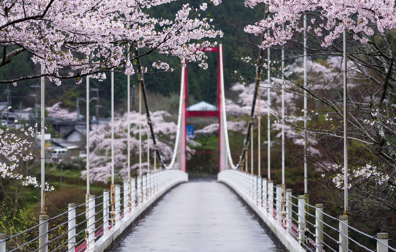 Photo wallpaper trees, flowers, bridge, spring, Japan, Sakura