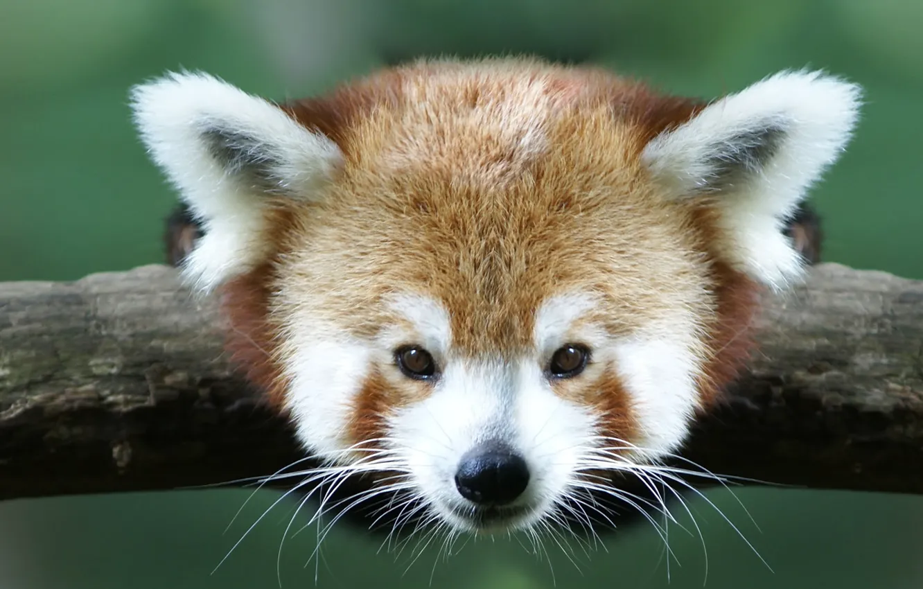 Photo wallpaper animals, branch, red Panda