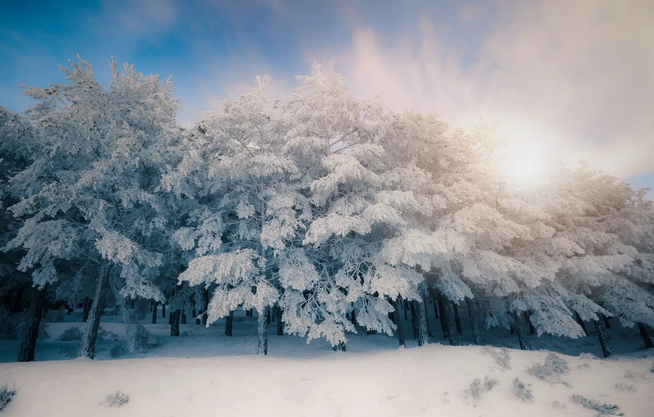 Photo wallpaper winter, forest, the sky, the sun, clouds, rays, light, snow
