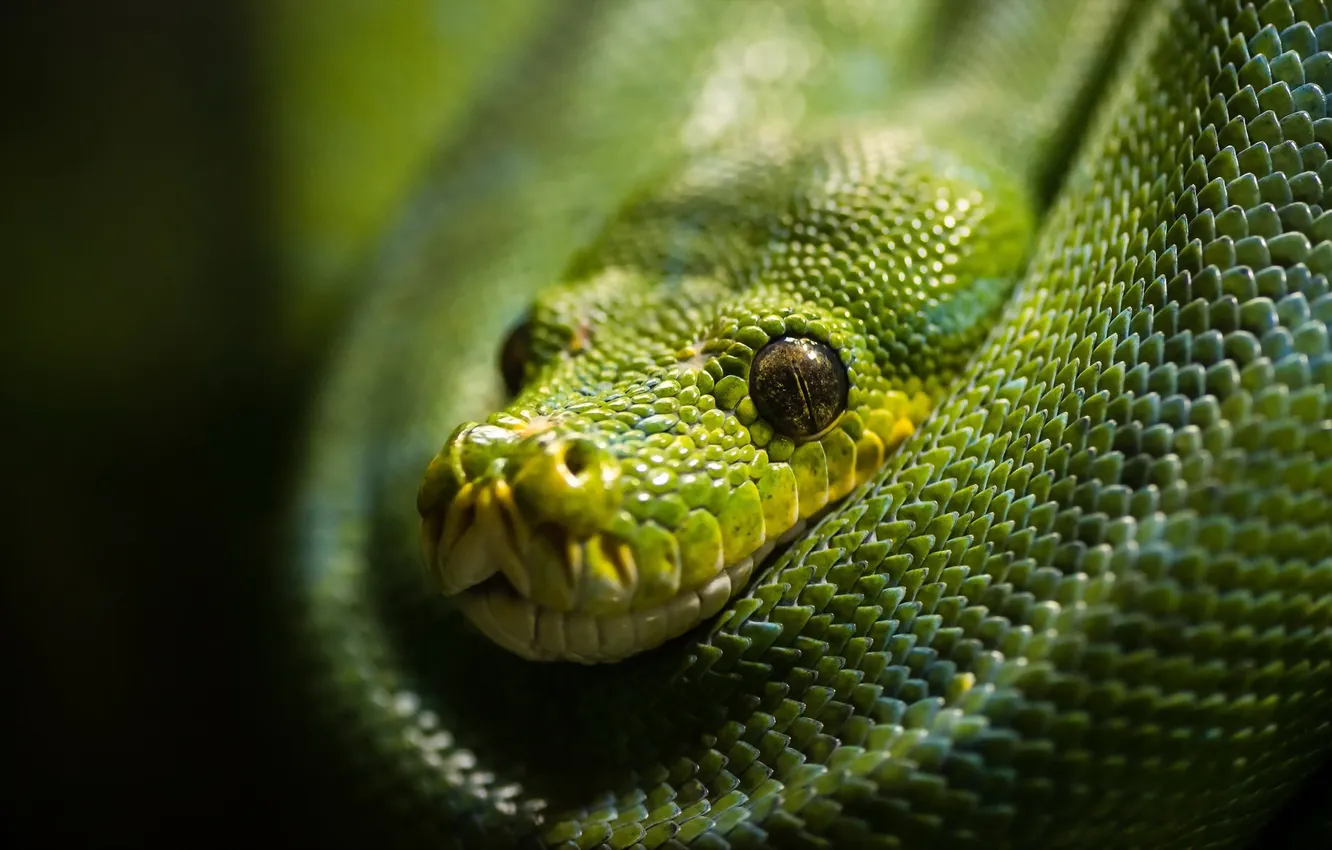 Photo wallpaper macro, background, green snake