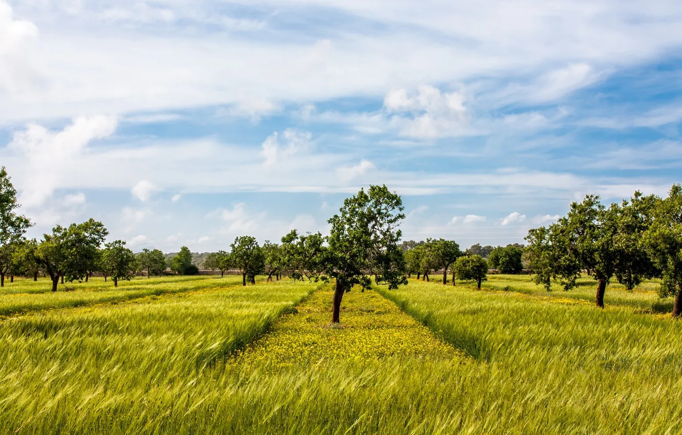 Photo wallpaper summer, trees, nature, garden