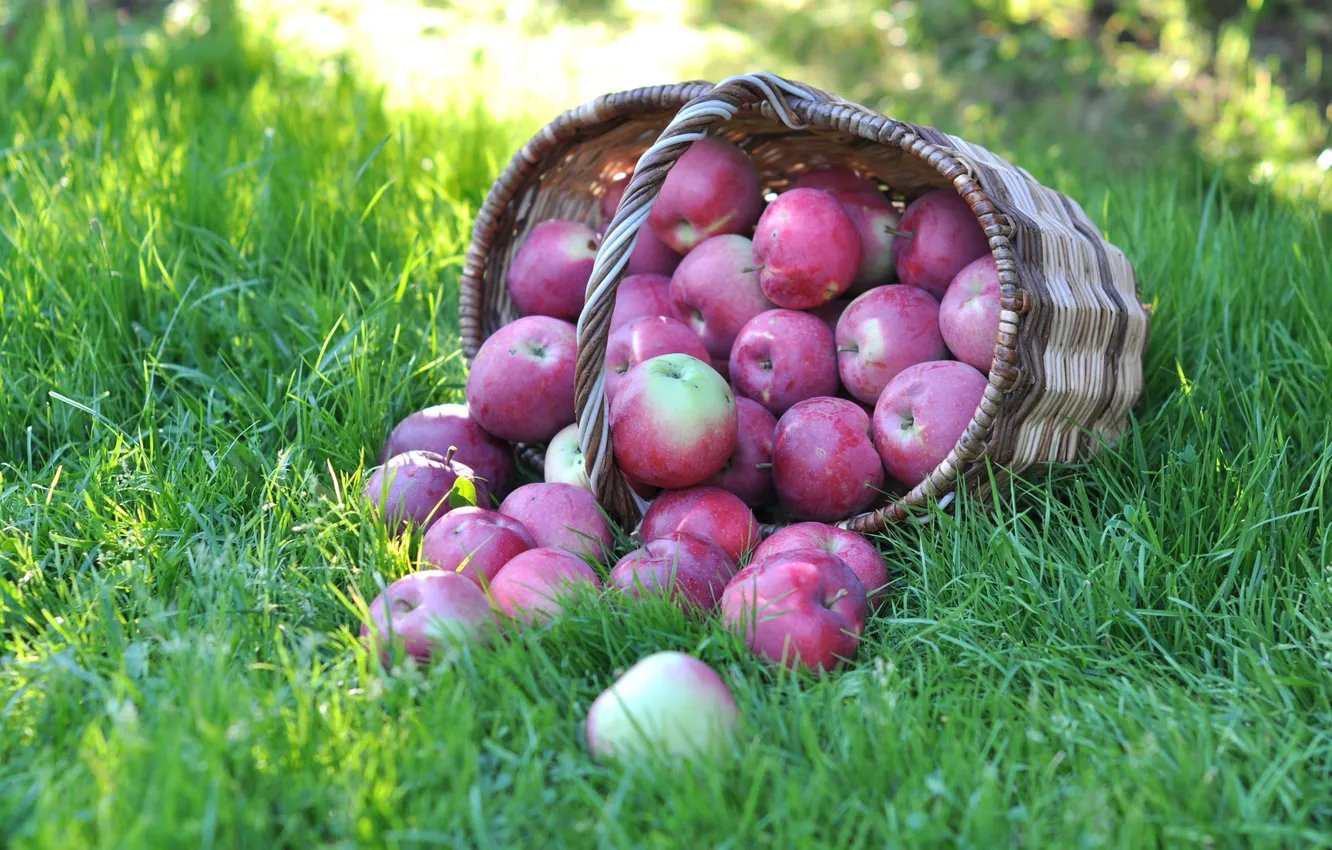 Photo wallpaper grass, basket, apples