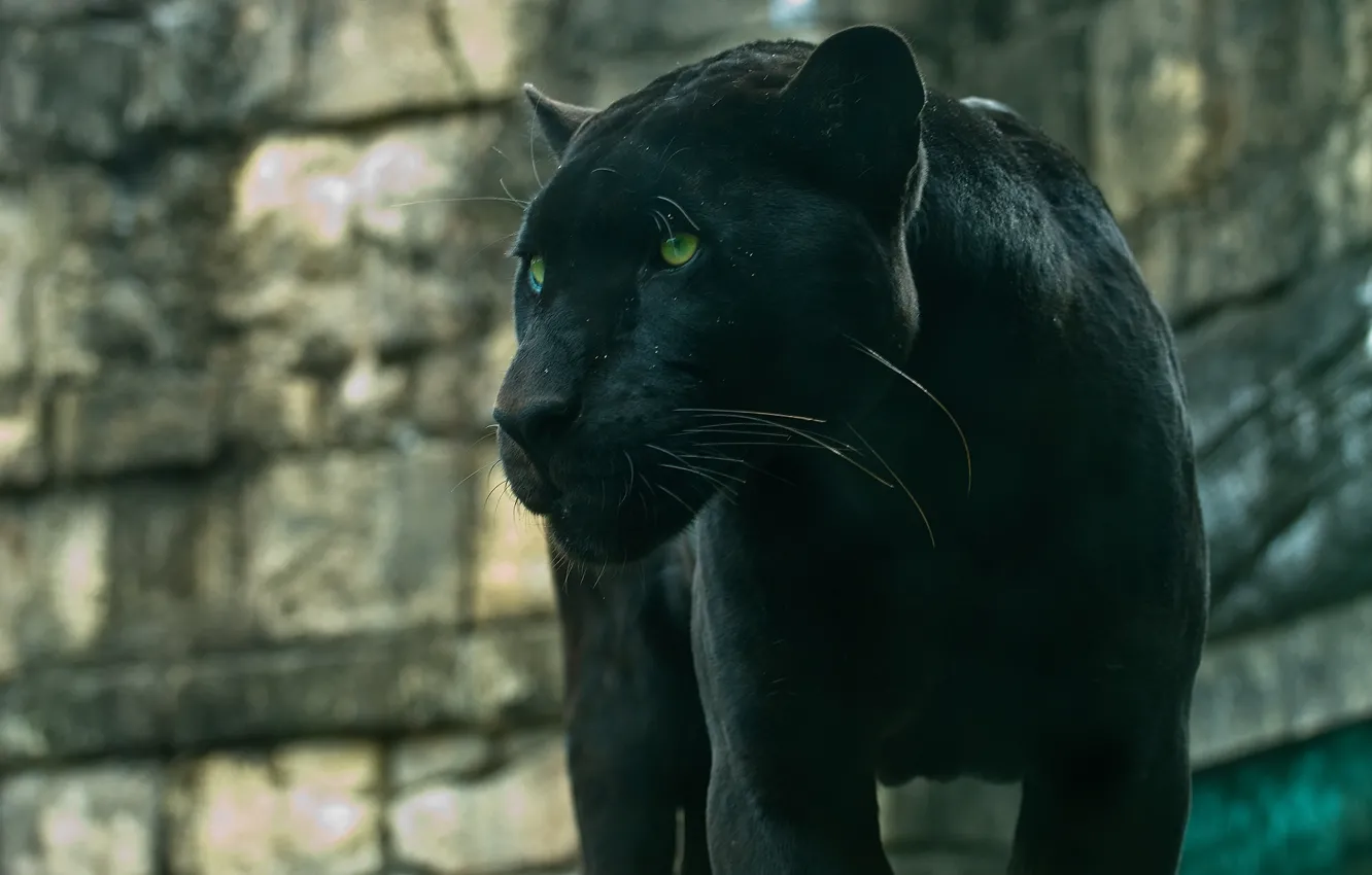 Photo wallpaper predator, Panther, wild cat, handsome, black Jaguar
