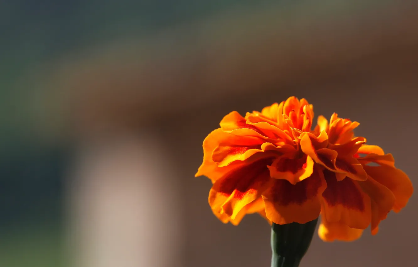Photo wallpaper flowers, orange, background, widescreen, Wallpaper, blur, wallpaper, flowers