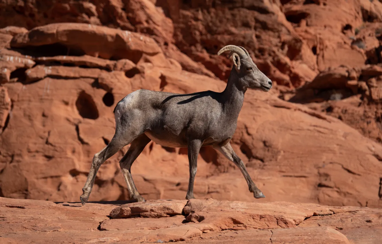 Photo wallpaper rocks, horns, mountain goat