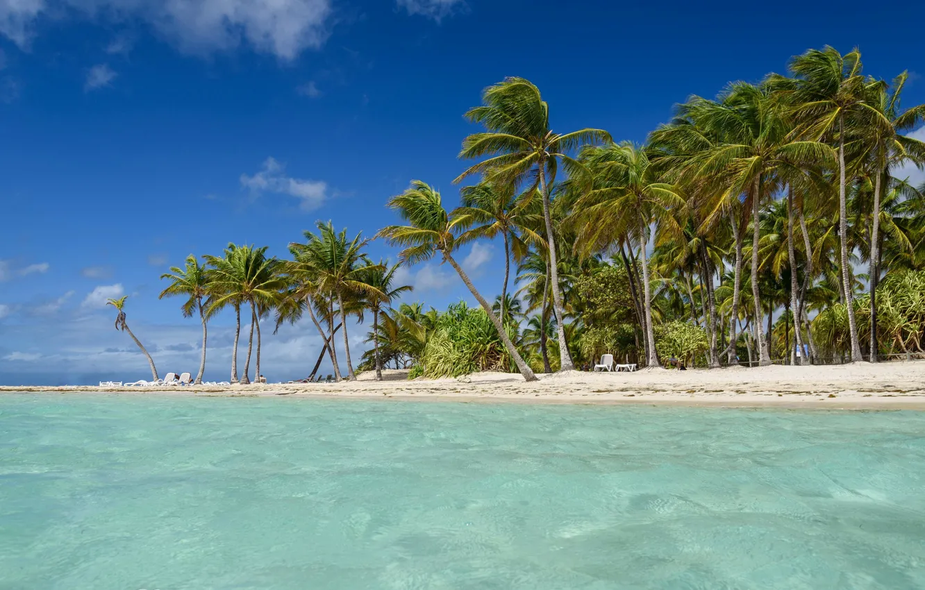 Photo wallpaper palm trees, The Caribbean sea, Guadeloupe