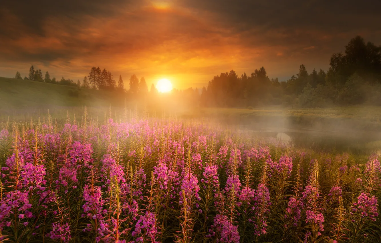 Photo wallpaper field, forest, the sky, the sun, sunset, flowers, fog, lake