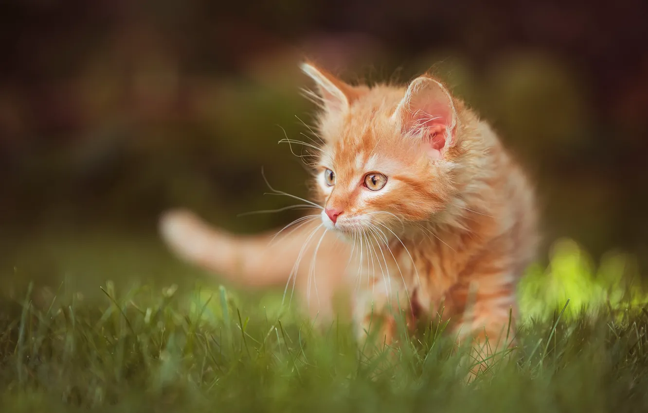 Photo wallpaper cat, grass, look, nature, pose, glade, red, walk