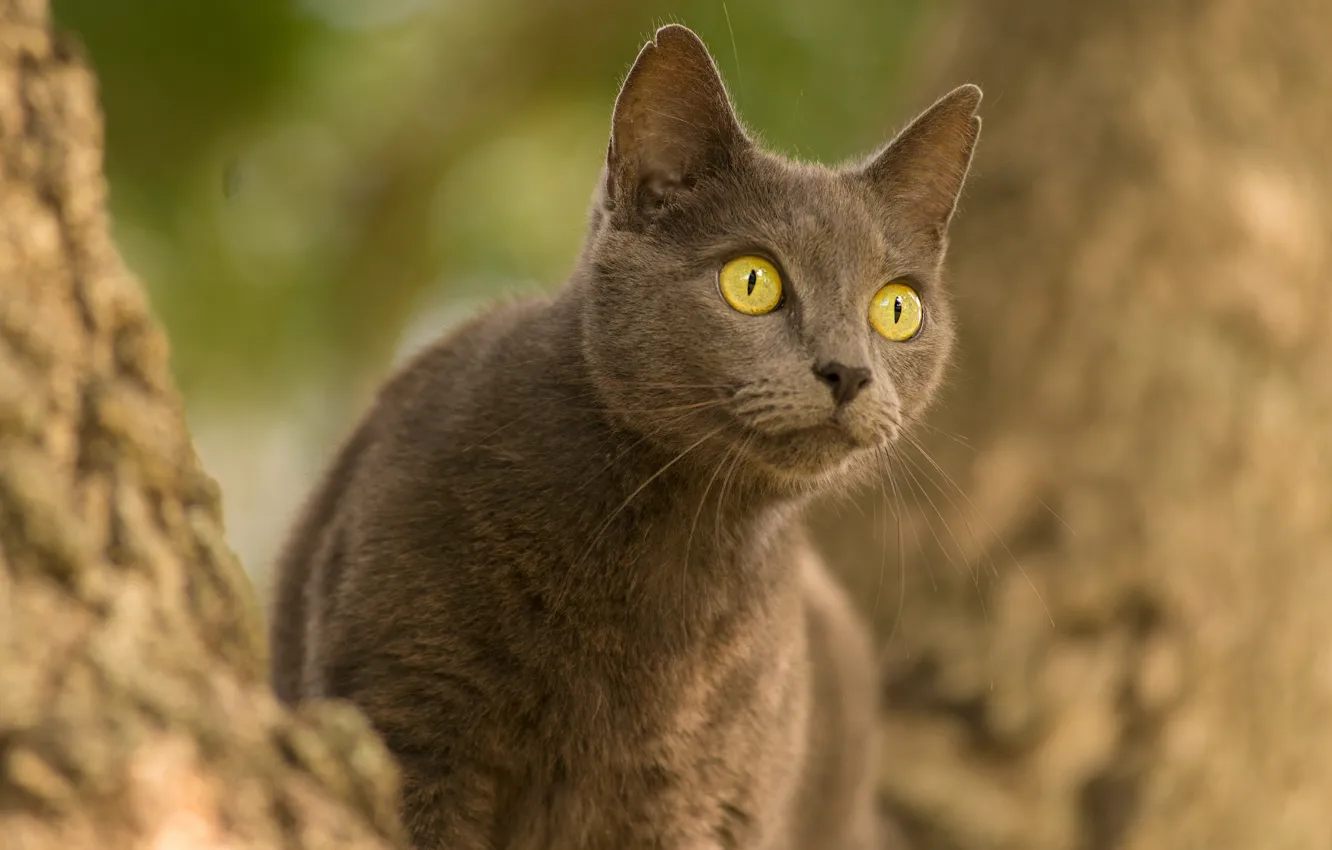 Photo wallpaper cat, cat, look, eyes