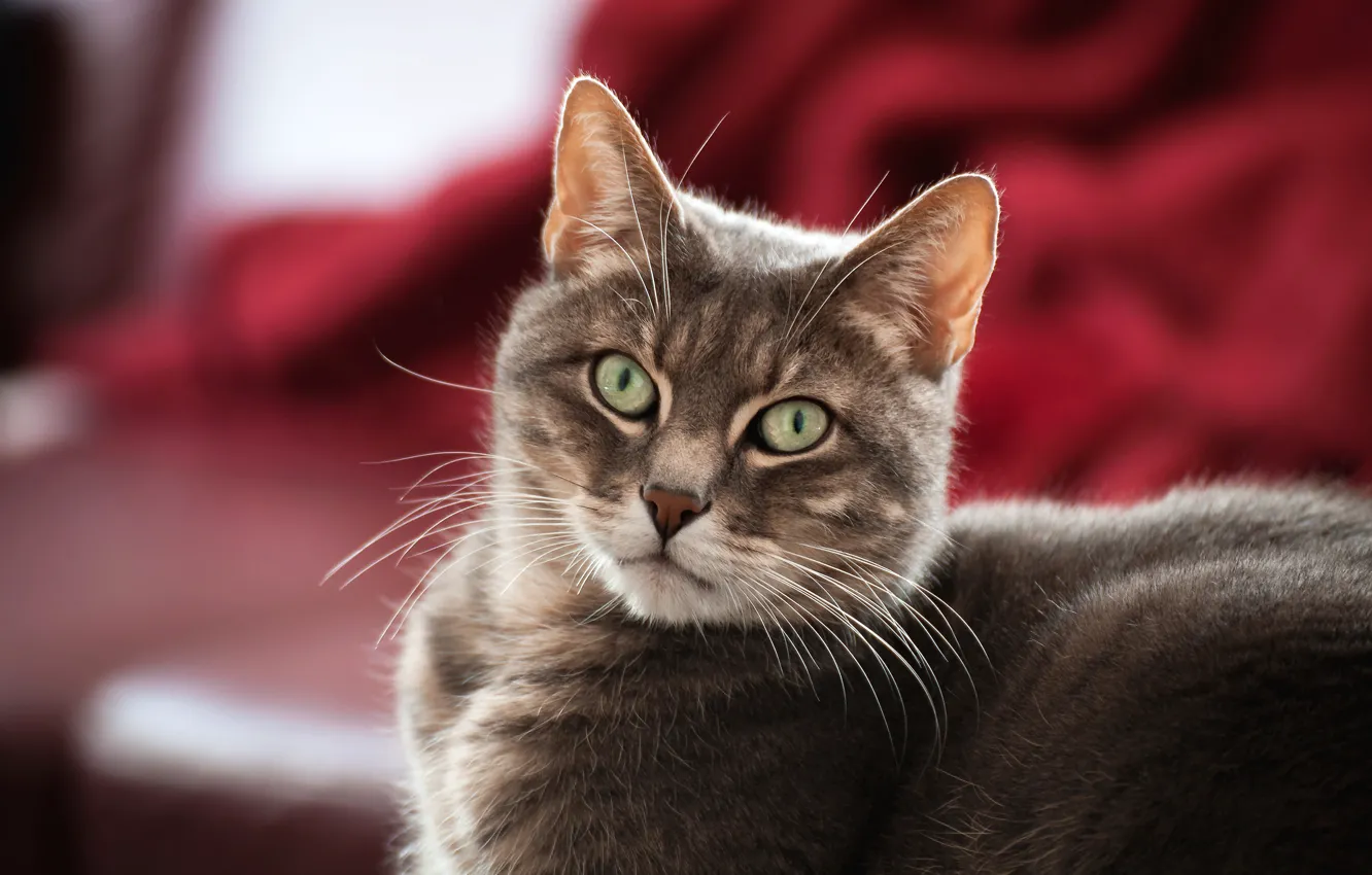 Photo wallpaper cat, eyes, cat, look, grey, background, portrait