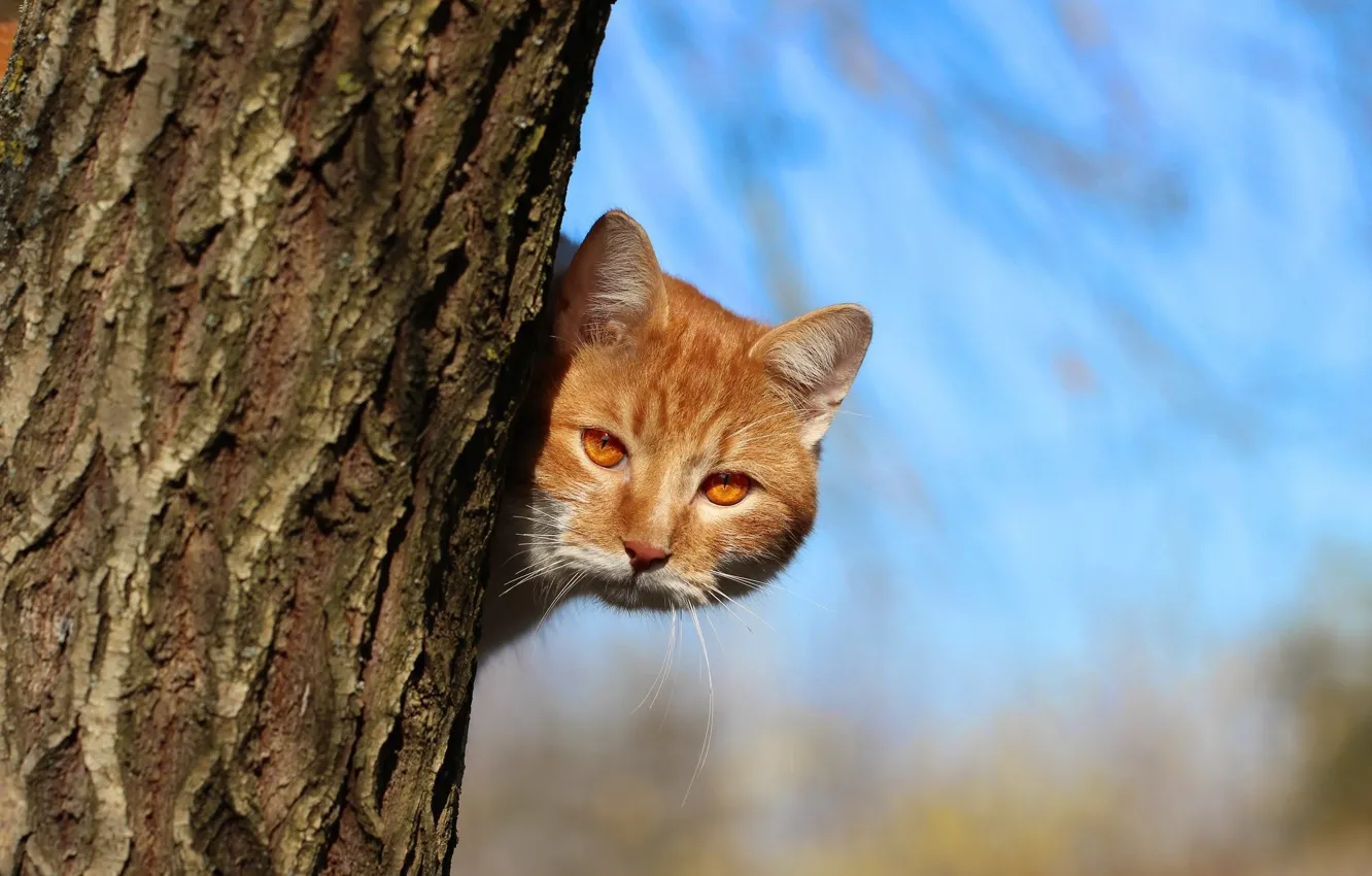 Photo wallpaper cat, look, trunk, red