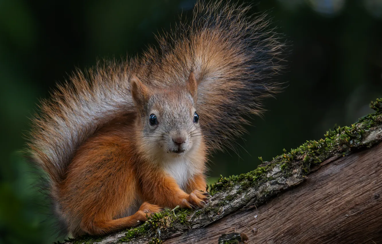 Photo wallpaper close-up, protein, bokeh, animal, Alexey Kurlyantsev