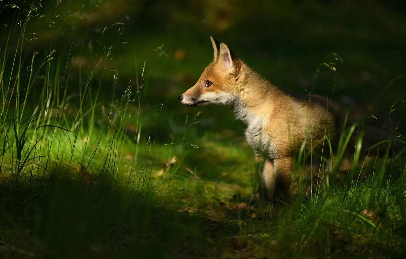 Photo wallpaper grass, light, glade, Fox, Fox
