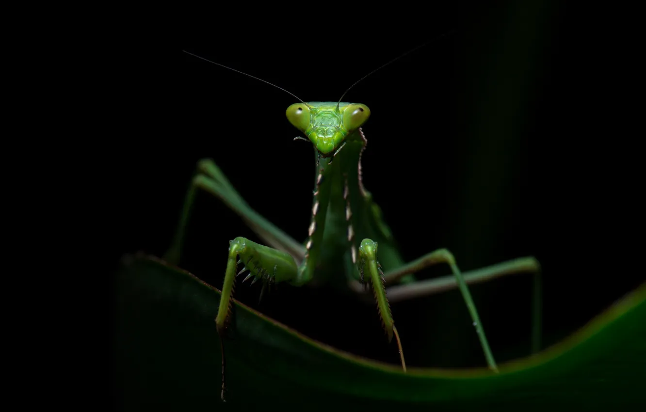 Photo wallpaper look, macro, pose, green, leaf, legs, mantis, insect