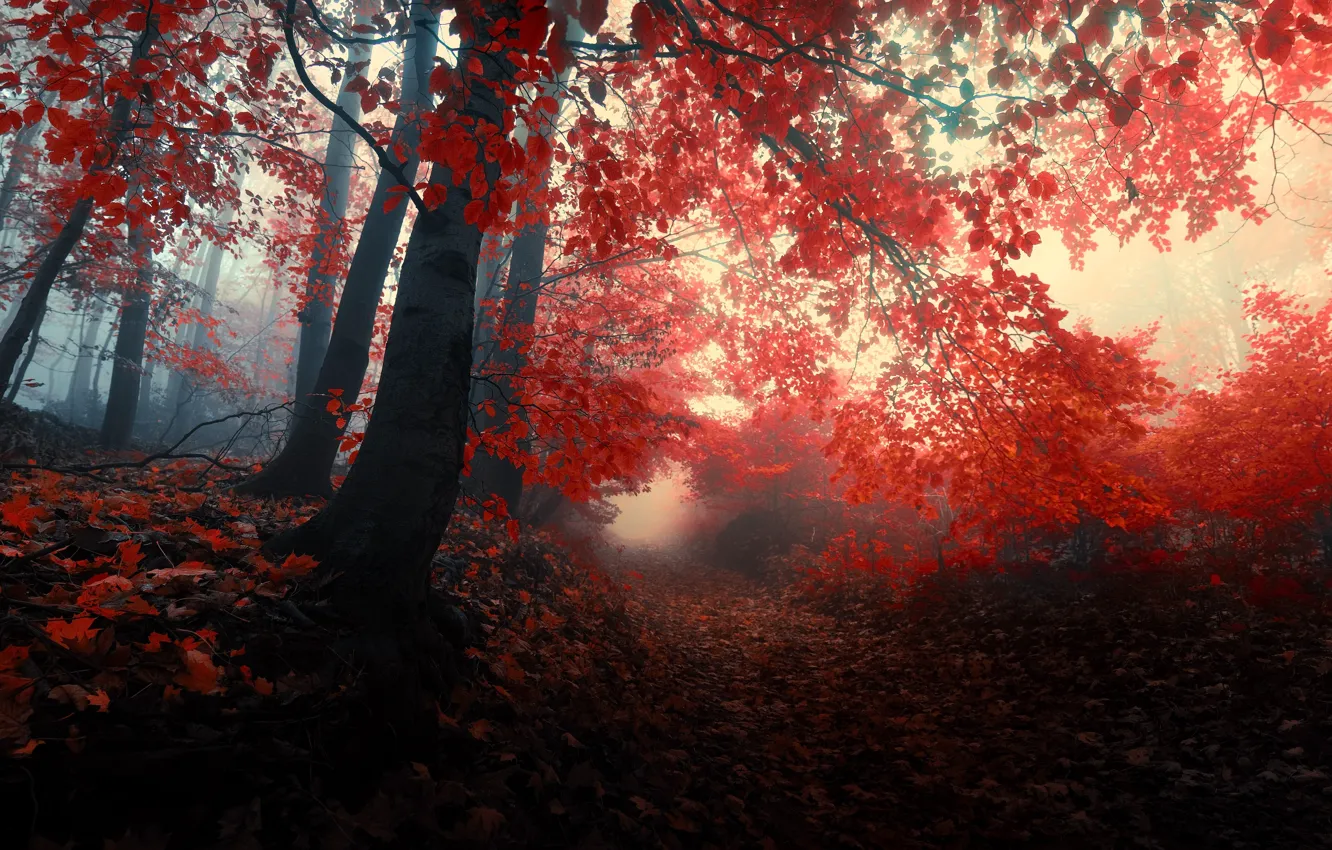 Photo wallpaper autumn, forest, leaves, trees, nature, fog, red, red