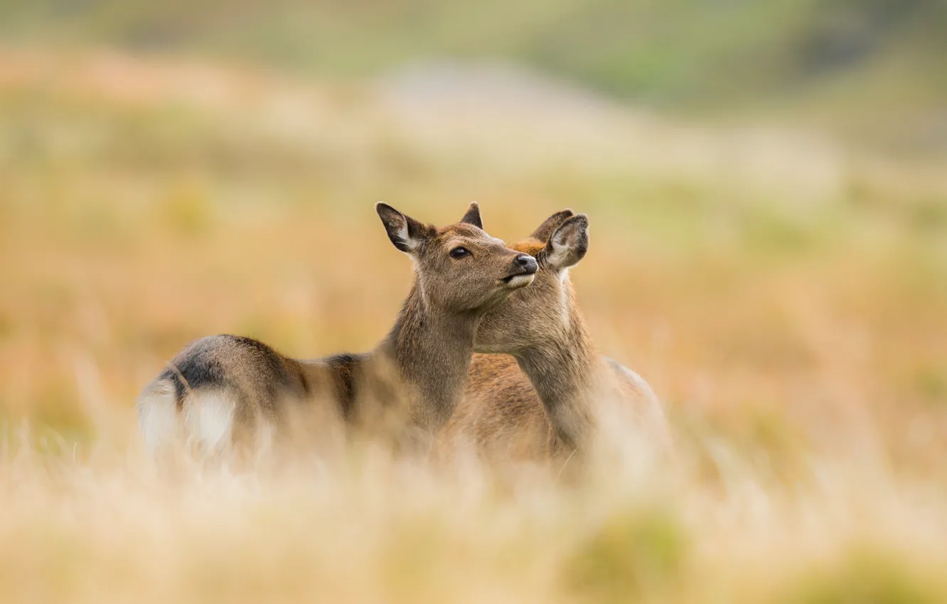 Photo wallpaper background, deer, pair, cub, mom, ROE
