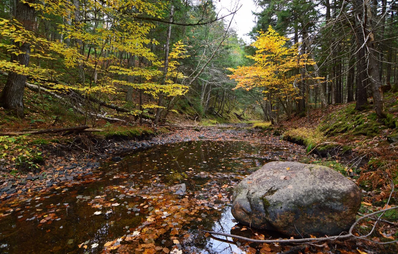 Photo wallpaper autumn, water, trees, landscape, branches, nature, stones, beauty