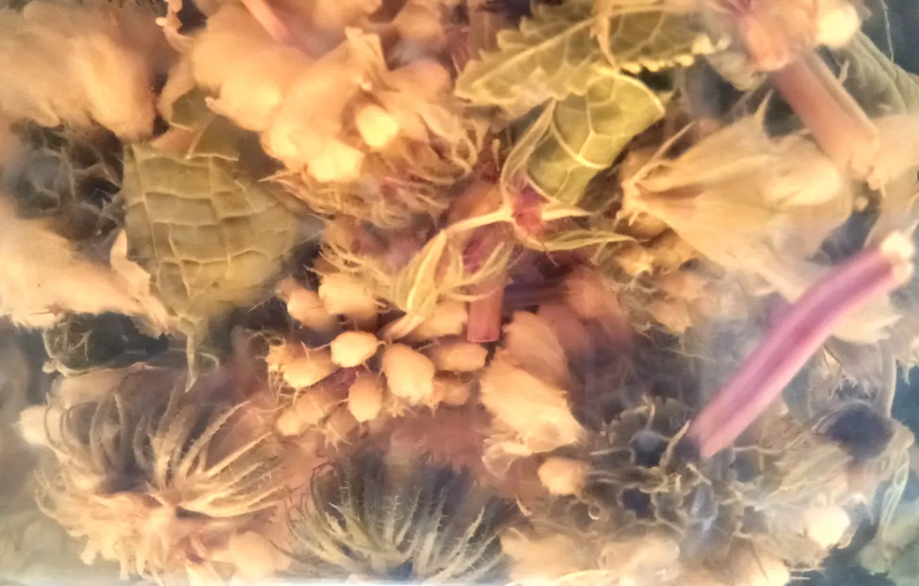 Photo wallpaper art, under water, plants under water