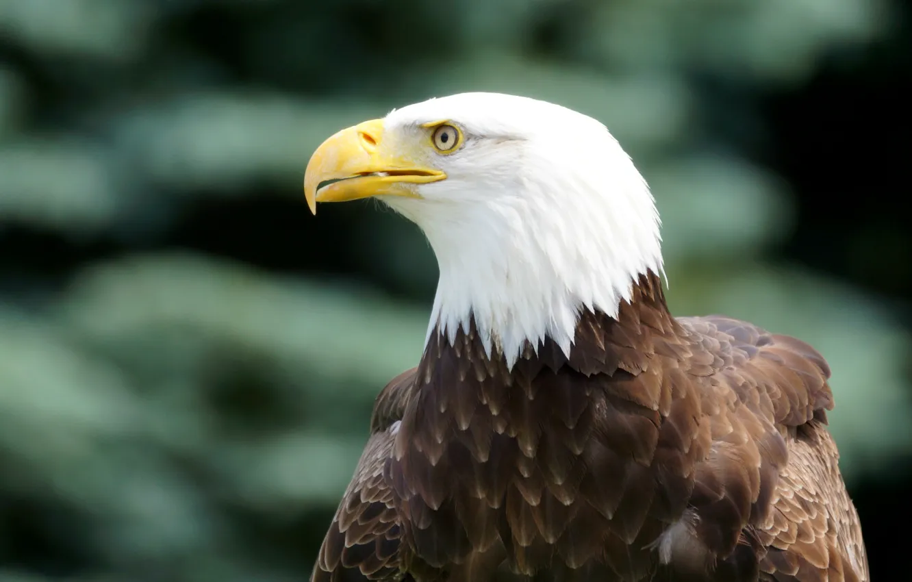 Photo wallpaper look, bird, profile, bird, bald eagle, bald eagle