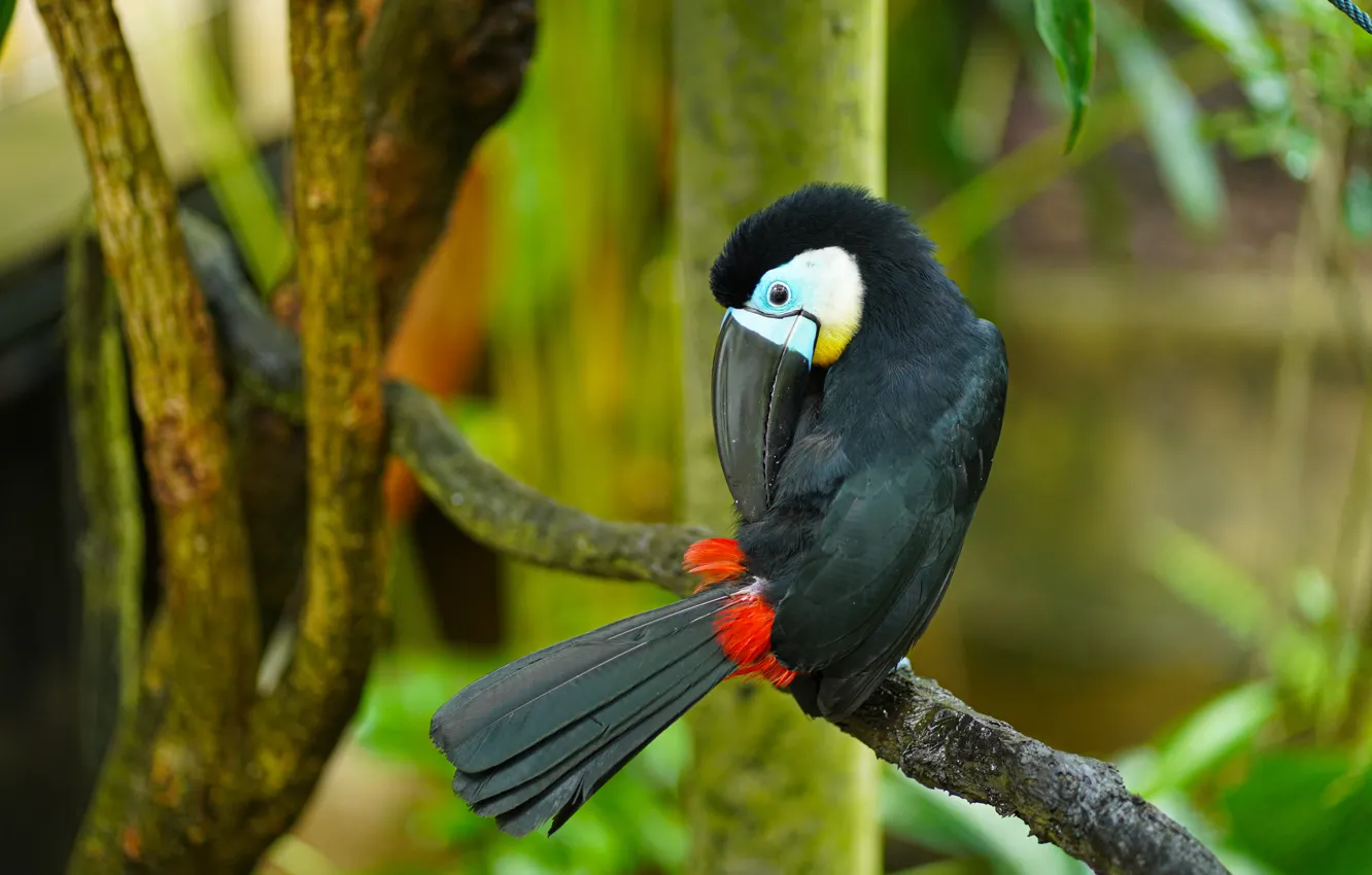 Photo wallpaper leaves, branches, pose, bird, Toucan, bokeh