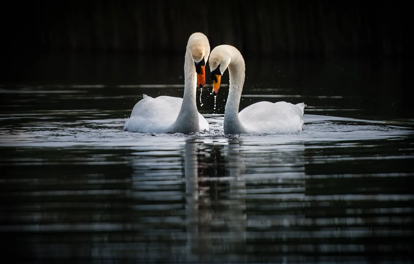 Photo wallpaper birds, lake, swans