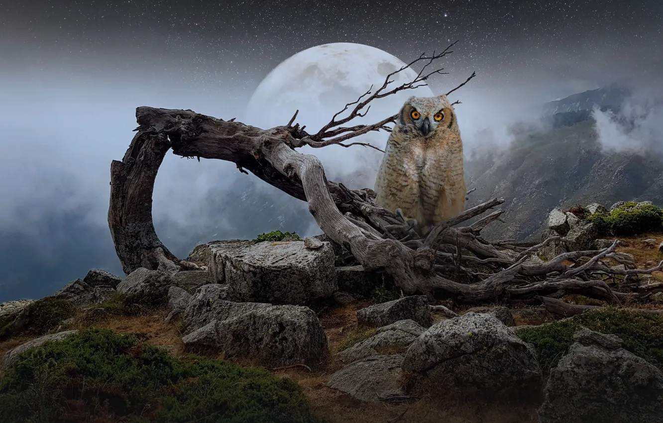 Photo wallpaper the sky, look, trees, mountains, night, branches, fog, stones