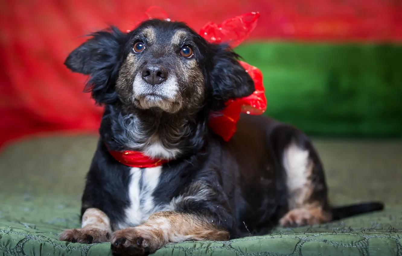 Photo wallpaper look, each, dog