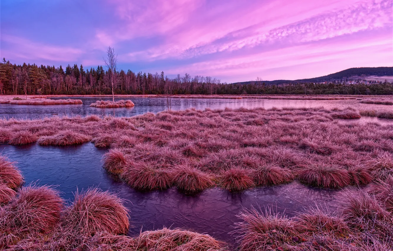 Photo wallpaper Frosty morning, Borová Lada, South bohemian region, Svinná Heathland