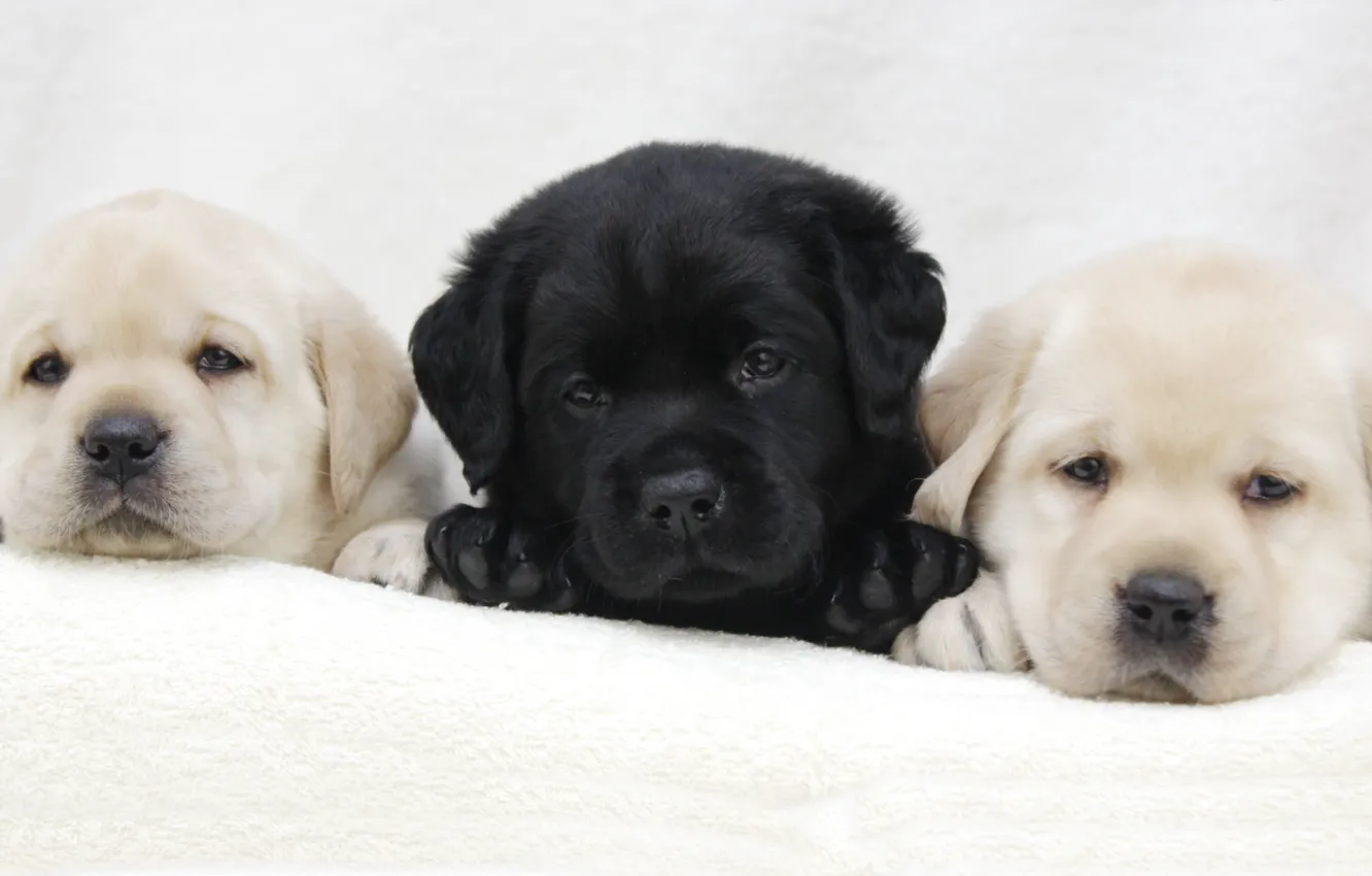 Photo wallpaper puppies, trio, Labrador, breed