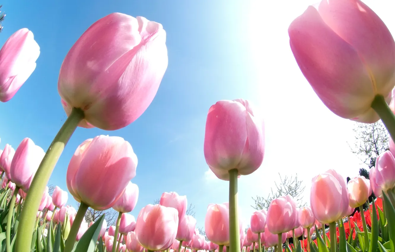 Photo wallpaper the sky, macro, tulips, pink