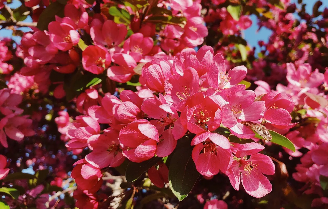 Photo wallpaper tree, Spring, flowering, pink flowers