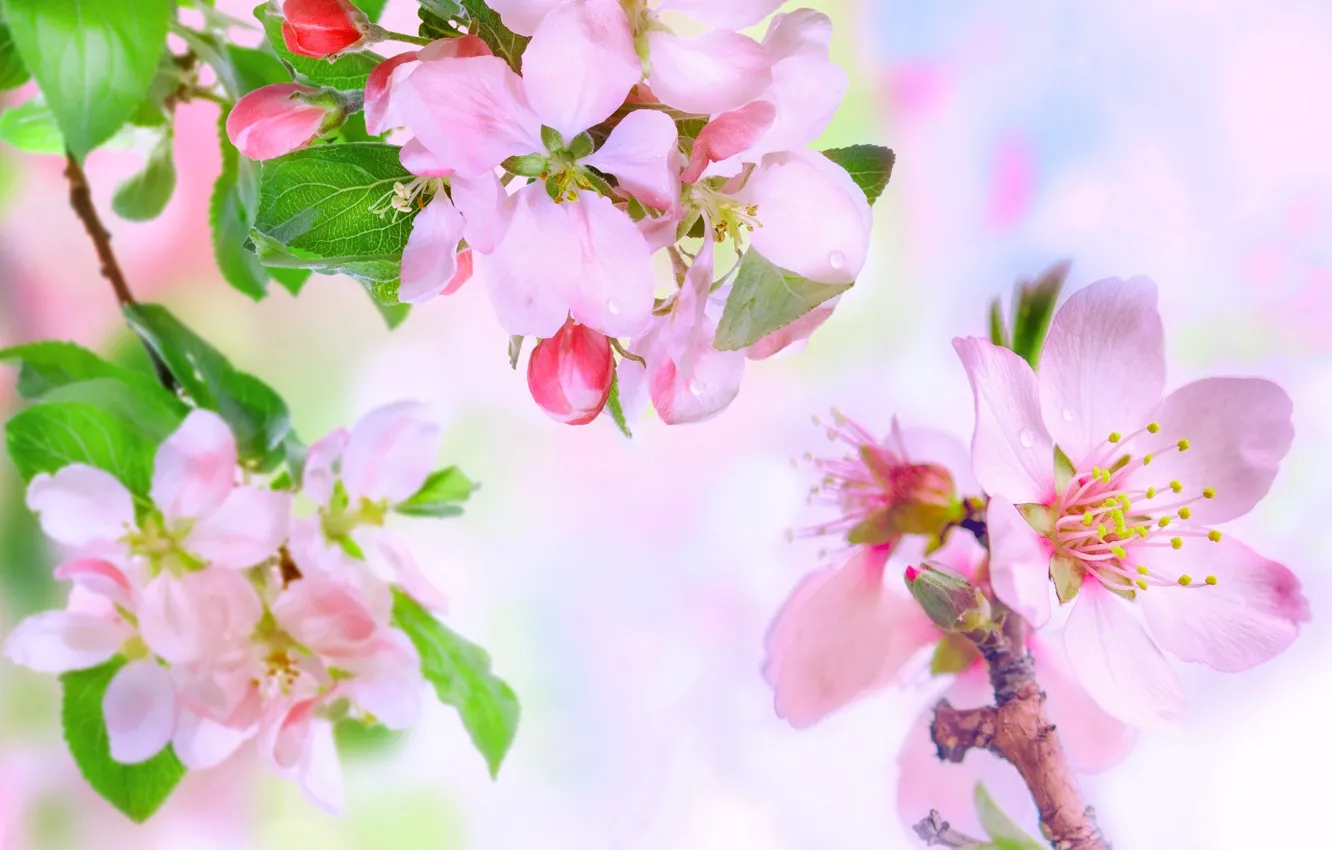 Photo wallpaper spring, Apple, flowering