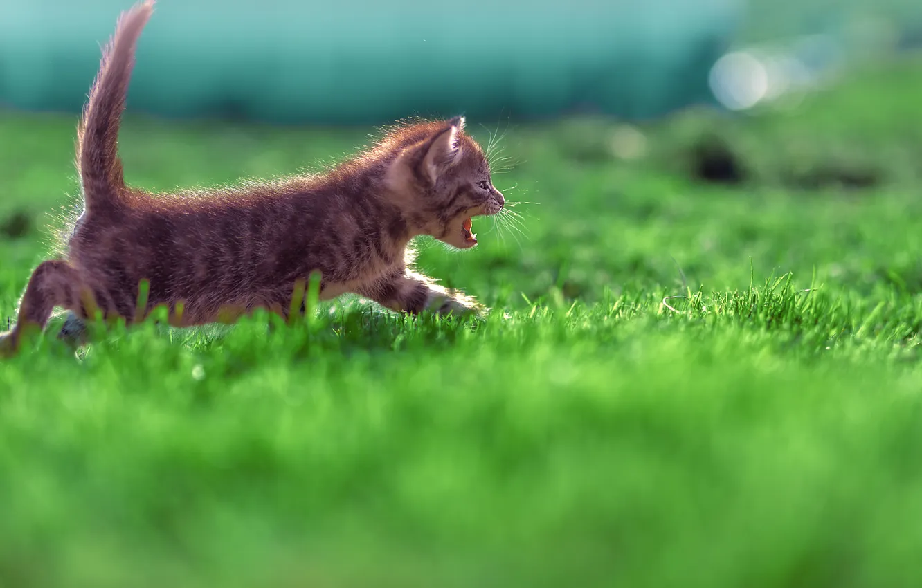 Photo wallpaper grass, baby, muzzle, walk, kitty, ponytail, Victor Kholudeev
