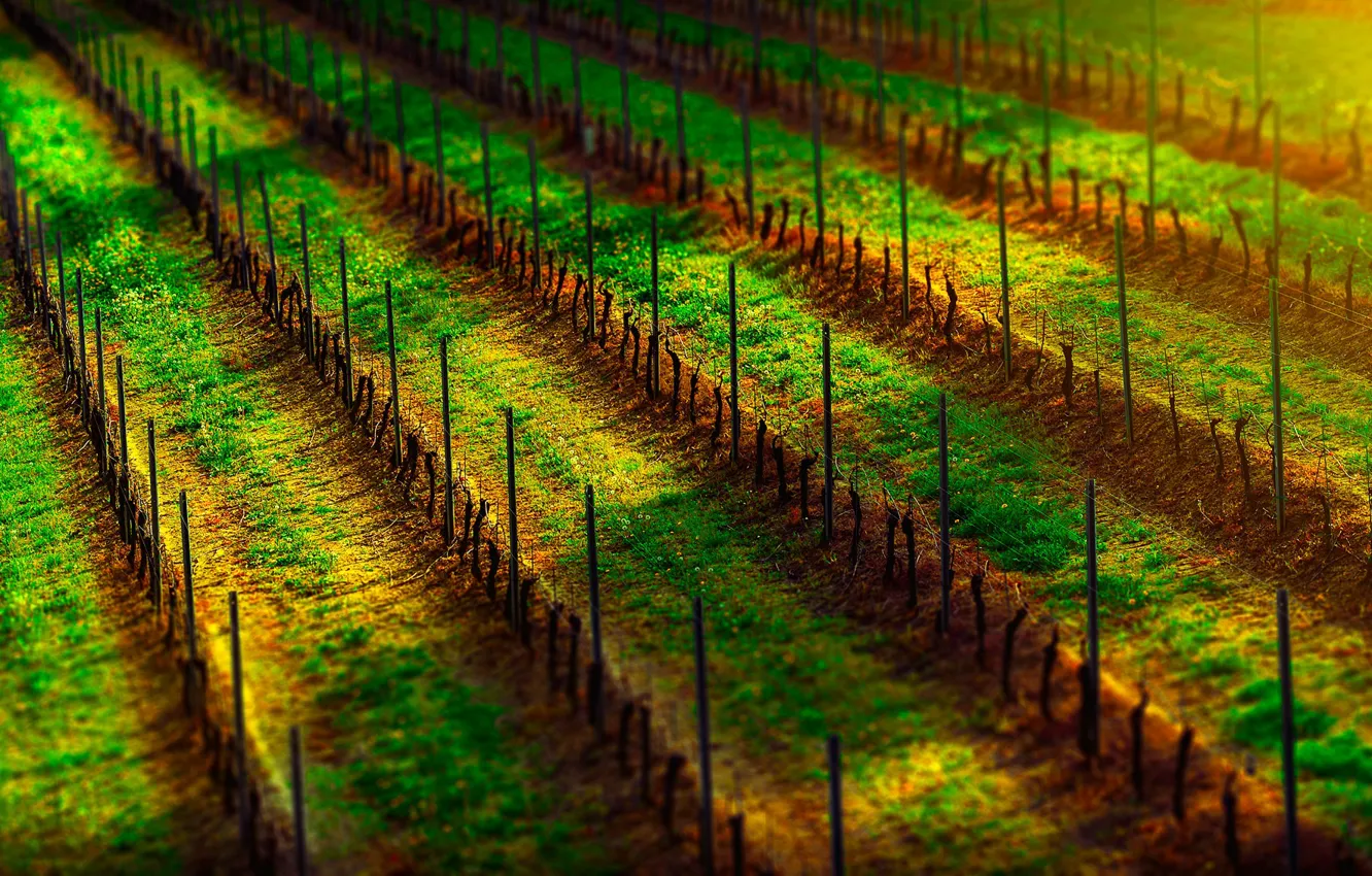 Photo wallpaper twilight, sunset, wine, dusk, grapes, shadows, sunlight, Vineyard