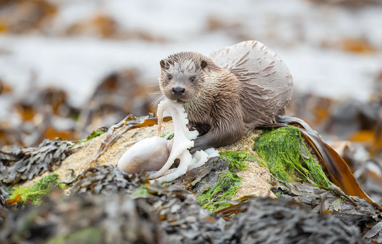 Photo wallpaper look, algae, pose, background, shore, wet, blur, face