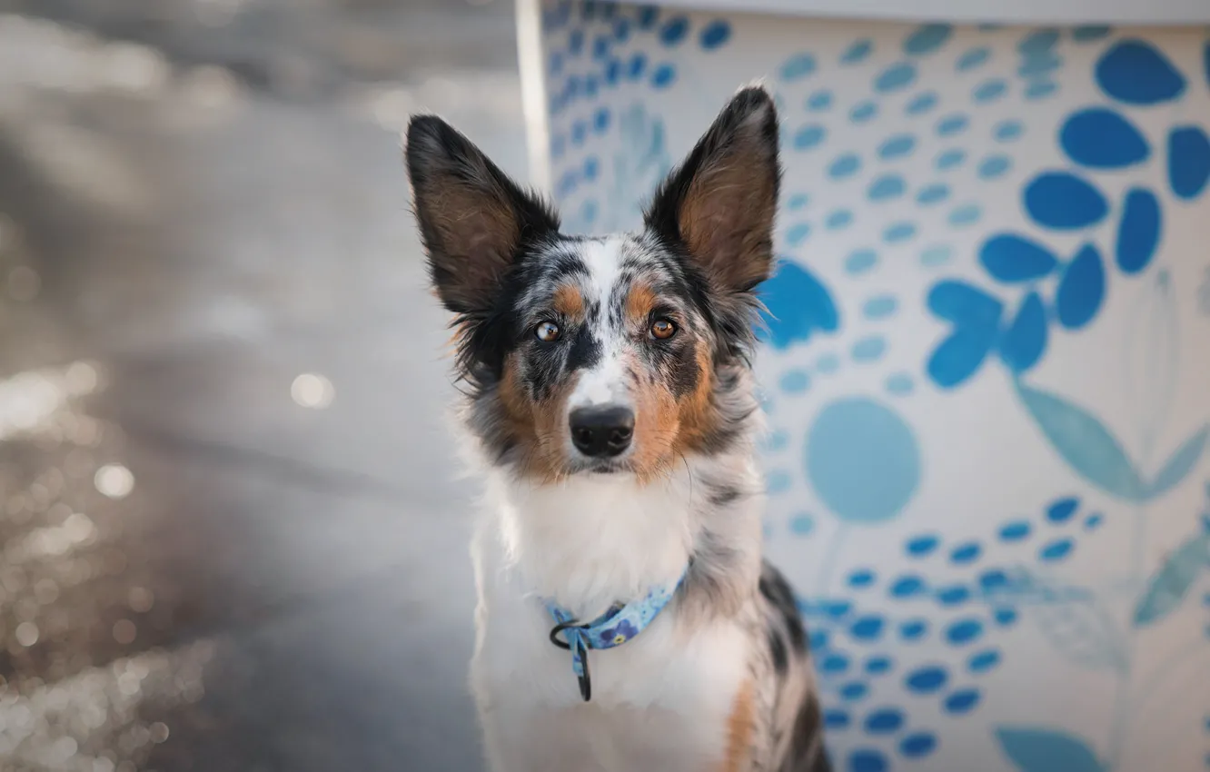 Photo wallpaper look, face, pose, background, blue, pattern, street, portrait